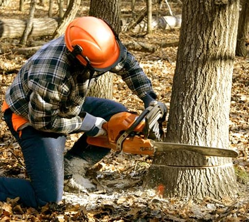 Tree Removal in Cabins, WV